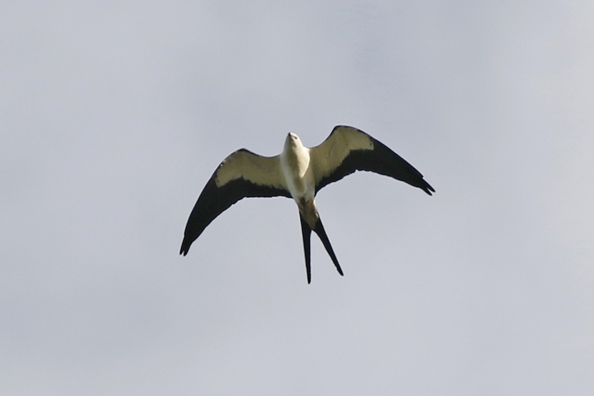 Swallow-tailed Kite - David McQuade