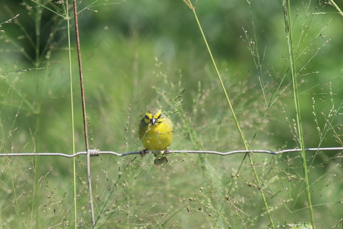 Yellow-fronted Canary - Doug Kibbe