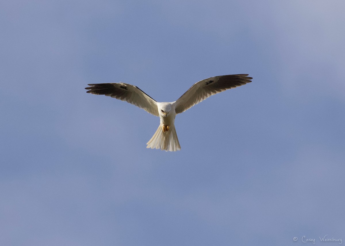 White-tailed Kite - Casey Weissburg