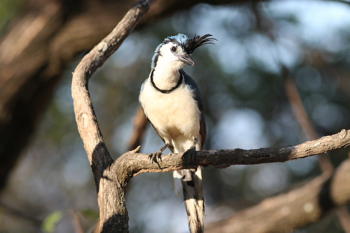 White-throated Magpie-Jay - ML94353491