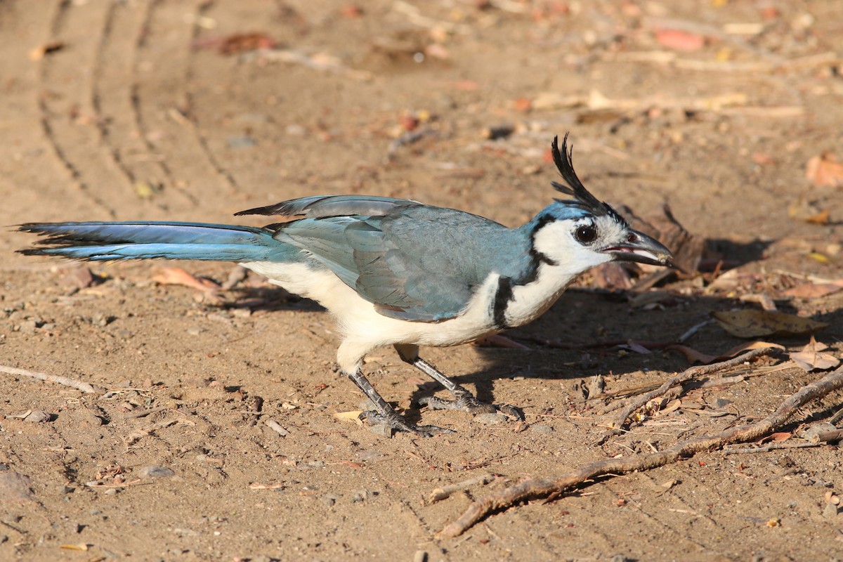 White-throated Magpie-Jay - ML94353531
