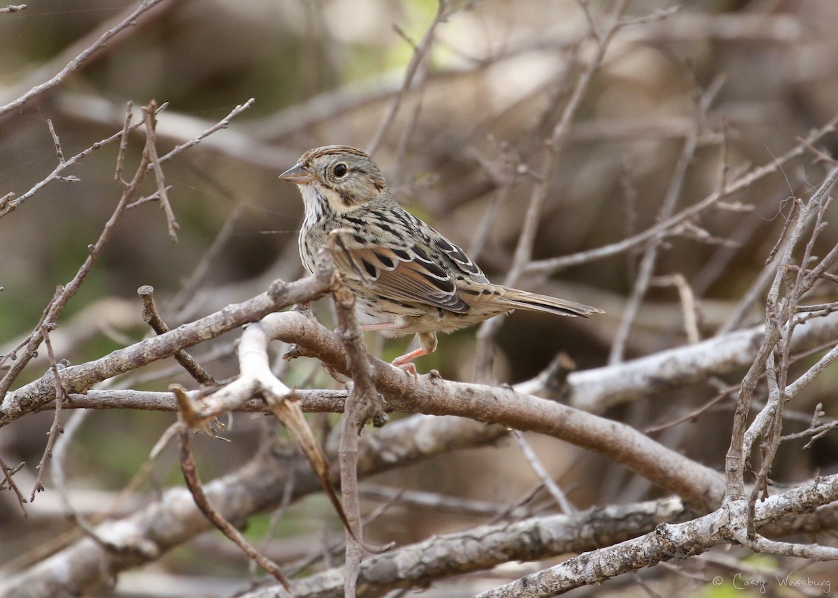 Lincoln's Sparrow - Casey Weissburg