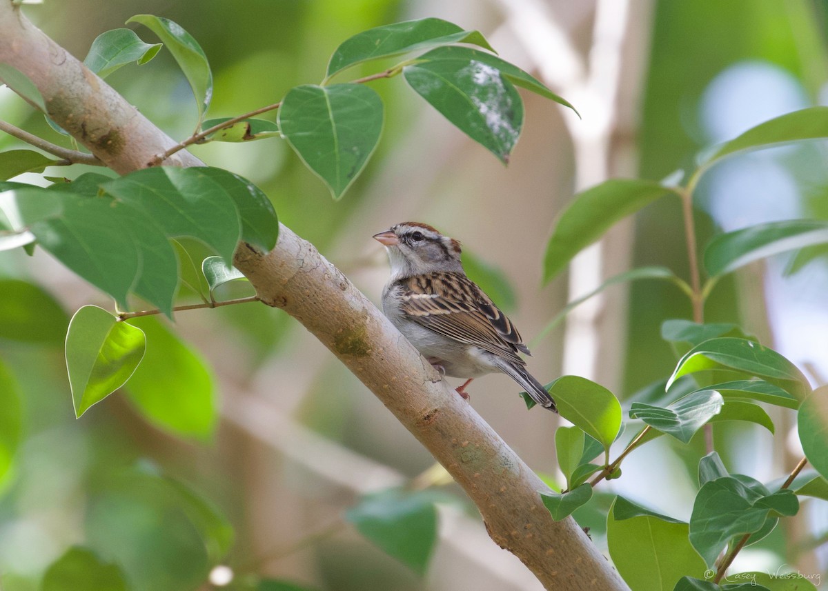 Chipping Sparrow - ML94354541