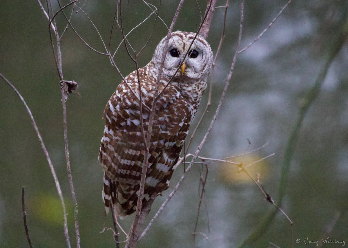 Barred Owl - Casey Weissburg