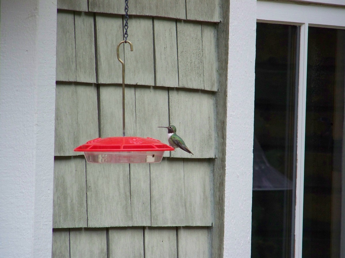 Broad-tailed Hummingbird - ML94354611