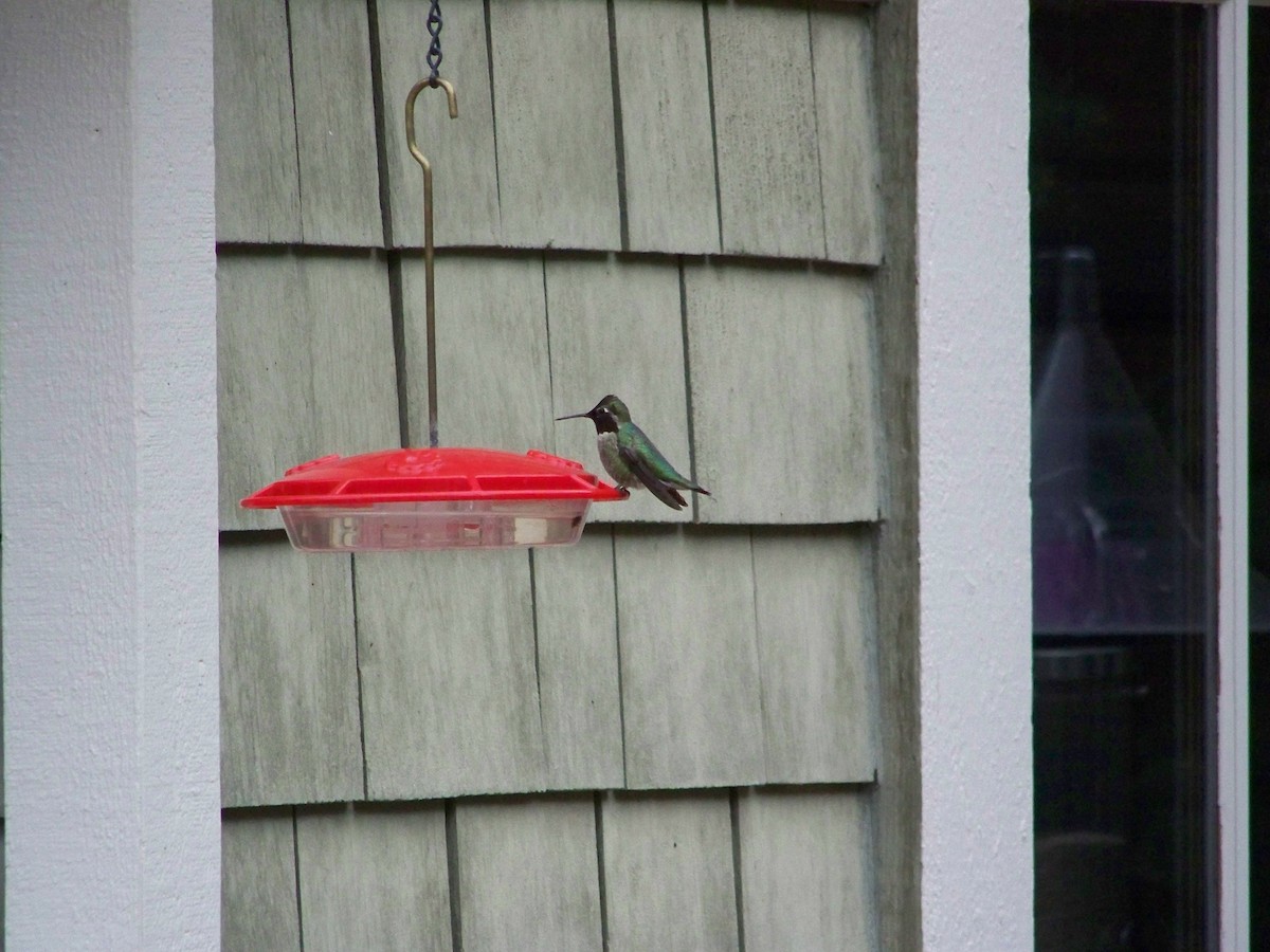 Anna's Hummingbird - ML94355551