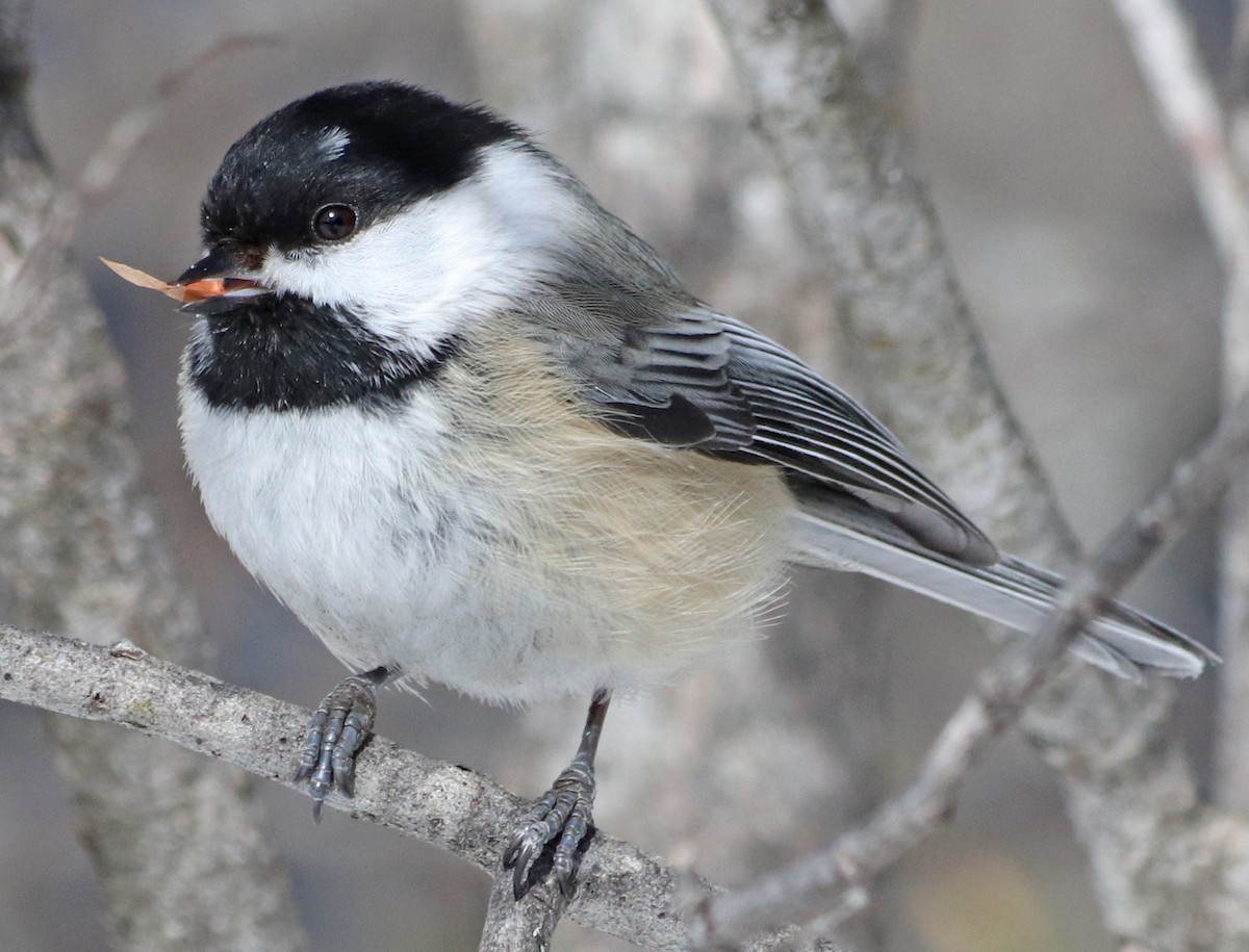Black-capped Chickadee - Jean Laperrière COHL