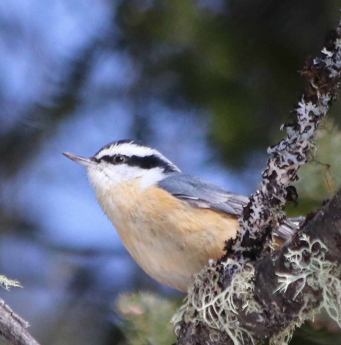 Red-breasted Nuthatch - Jean Laperrière COHL