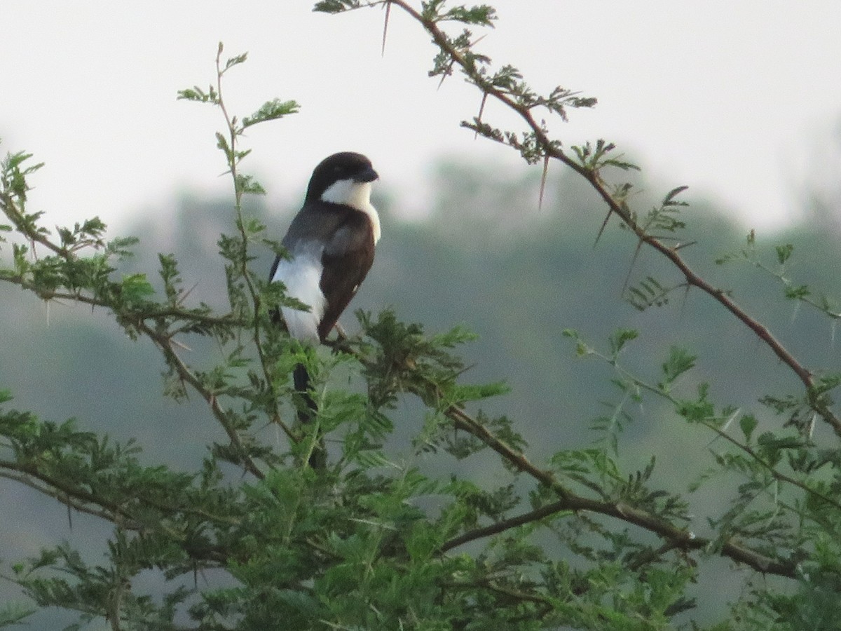 Long-tailed Fiscal - ML94361331