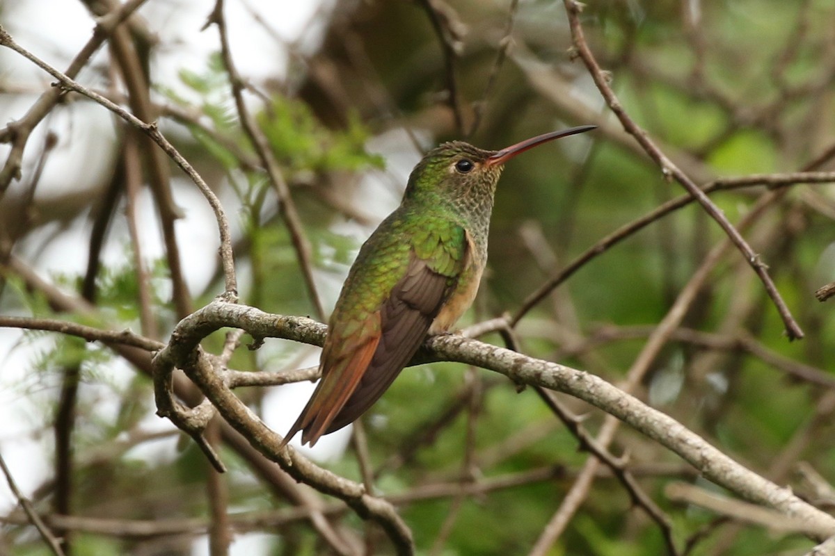 Buff-bellied Hummingbird - Christian Fernandez