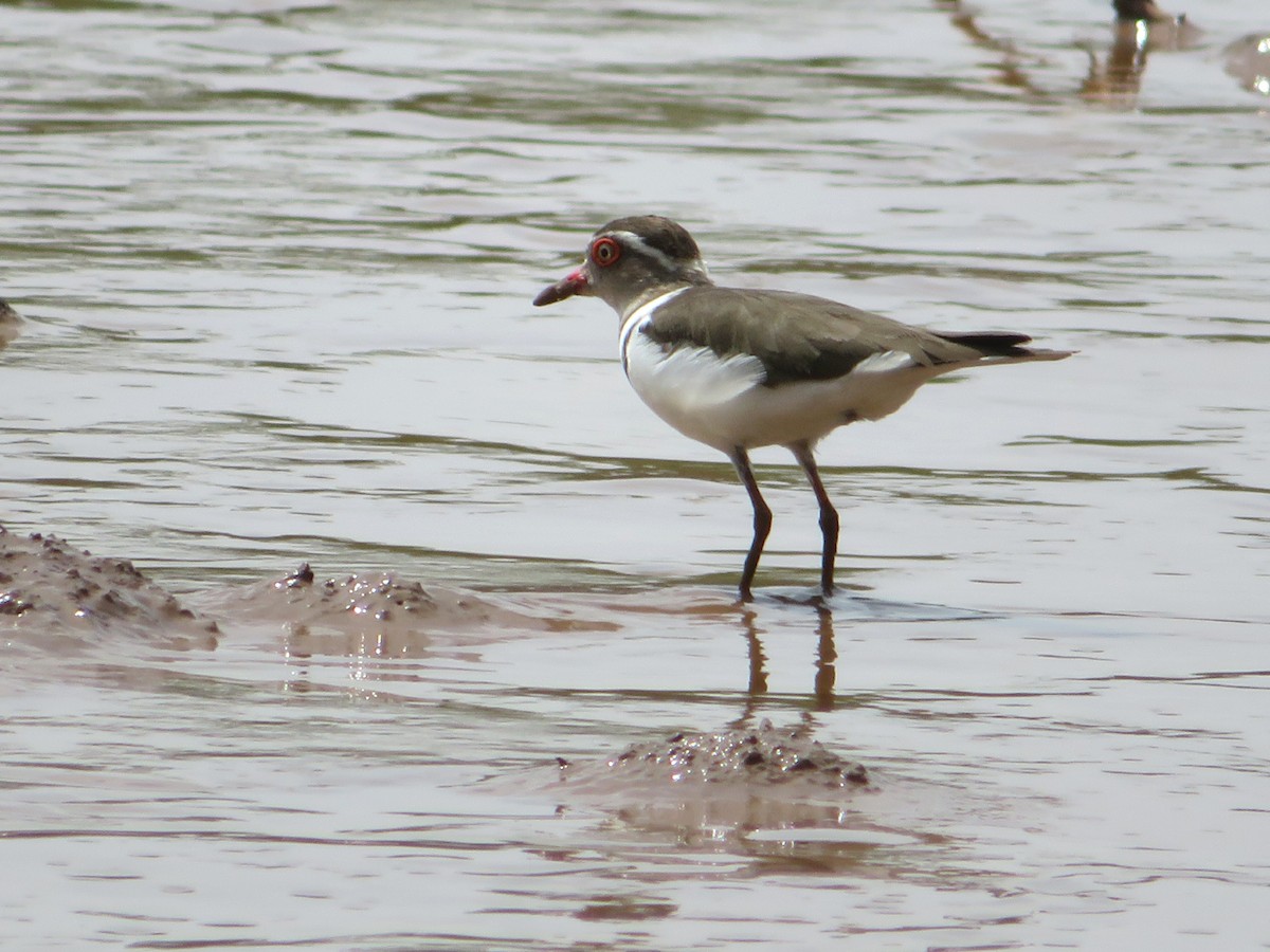 Three-banded Plover - Laurie Koepke