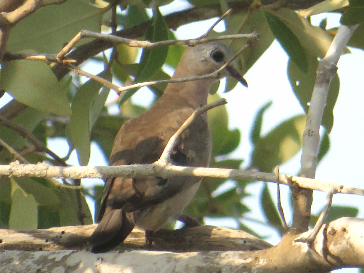 Emerald-spotted Wood-Dove - ML94364281