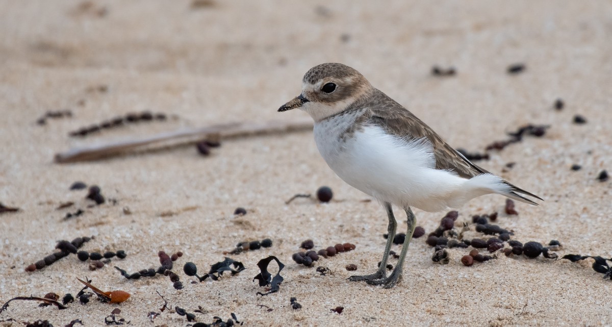 Double-banded Plover - Barry Deacon