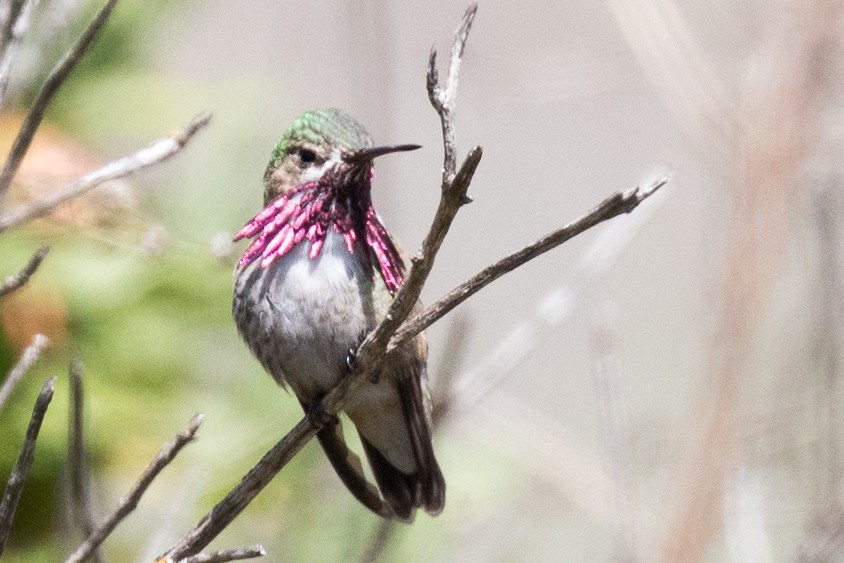 Calliope Hummingbird - ML94365361