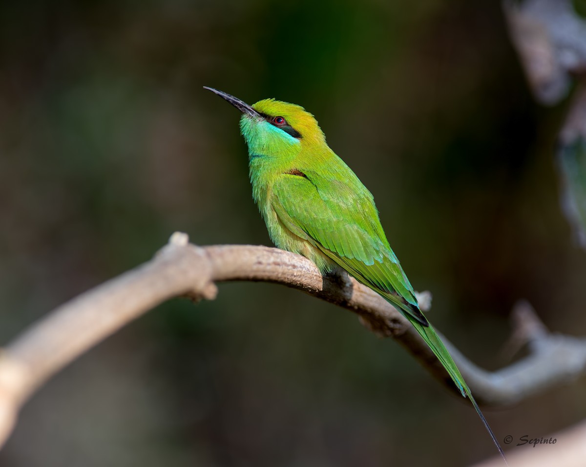 Asian Green Bee-eater - Shailesh Pinto