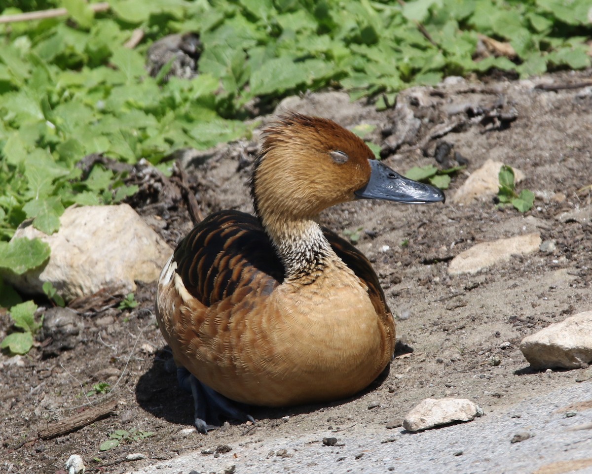 Fulvous Whistling-Duck - ML94368691