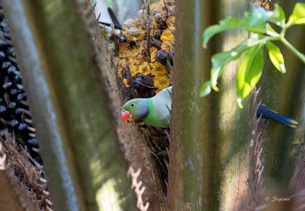 Папужець зеленошиїй - ML94369761