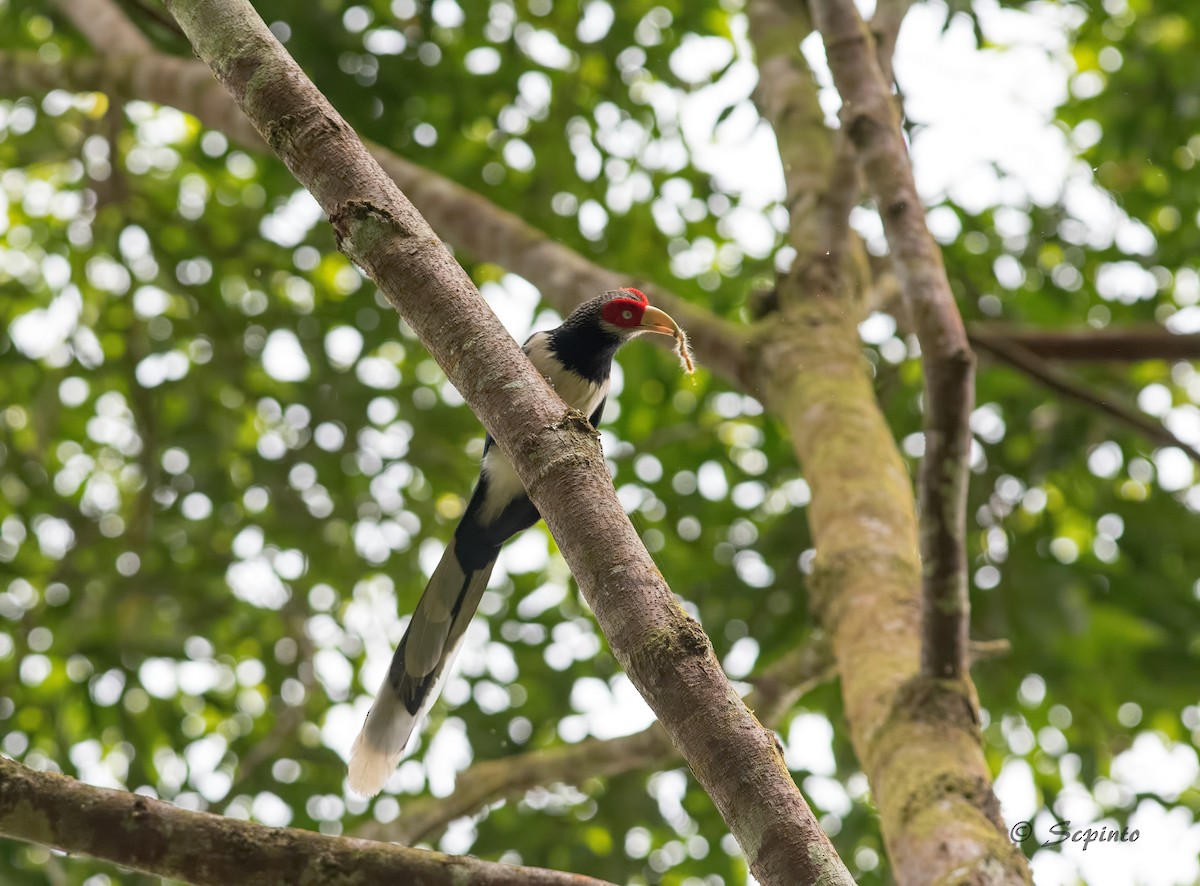 Red-faced Malkoha - ML94371771
