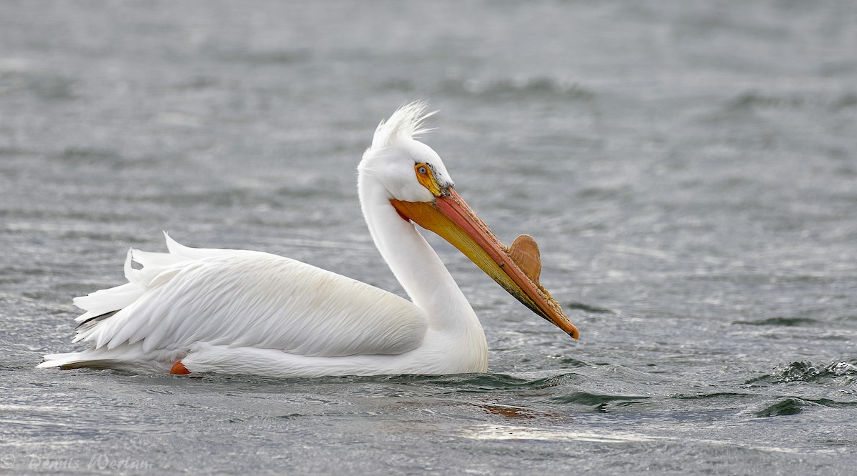 American White Pelican - Dennis Werlau