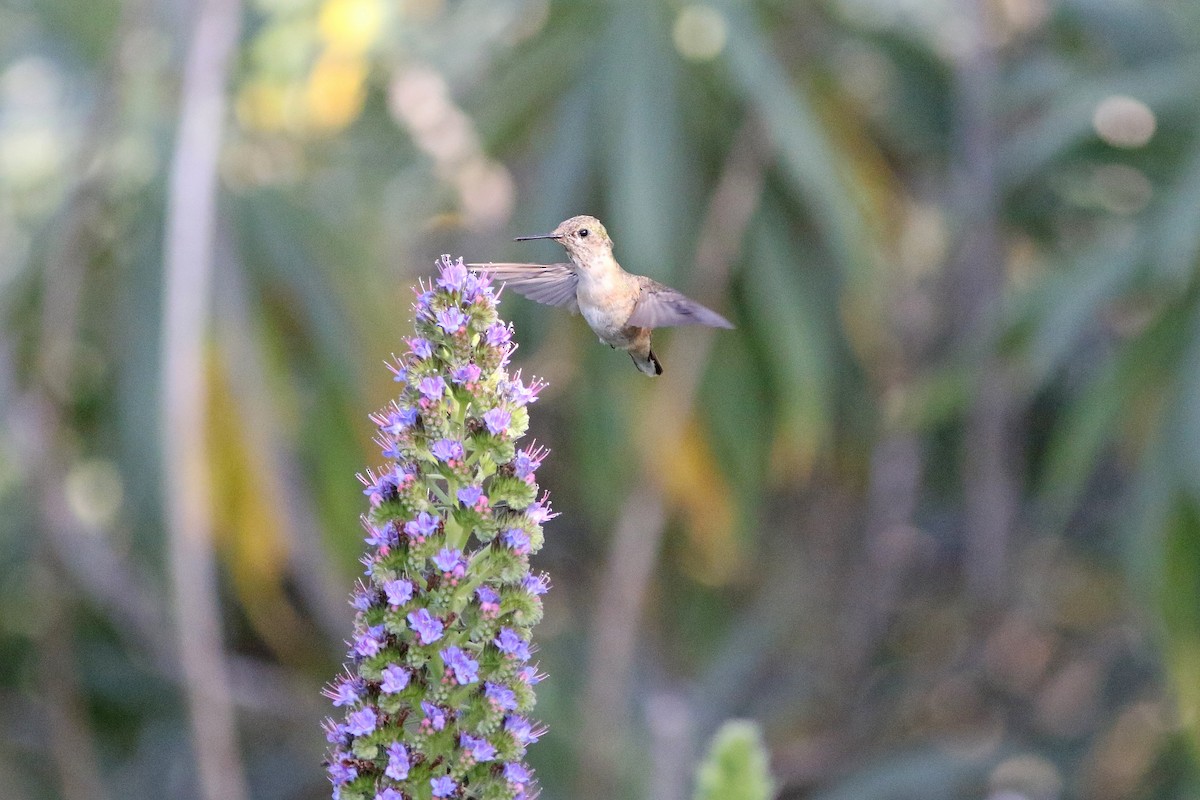 Calliope Hummingbird - Robert McNab