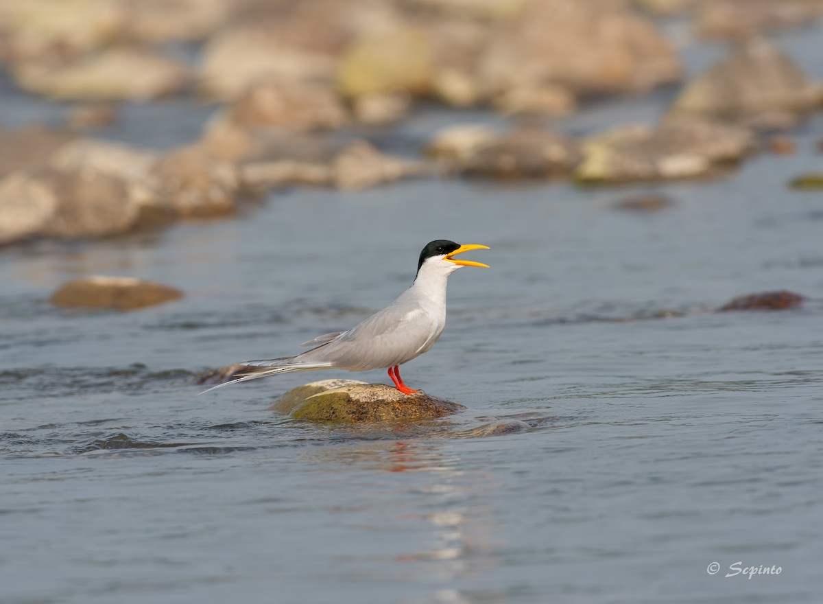 River Tern - Shailesh Pinto