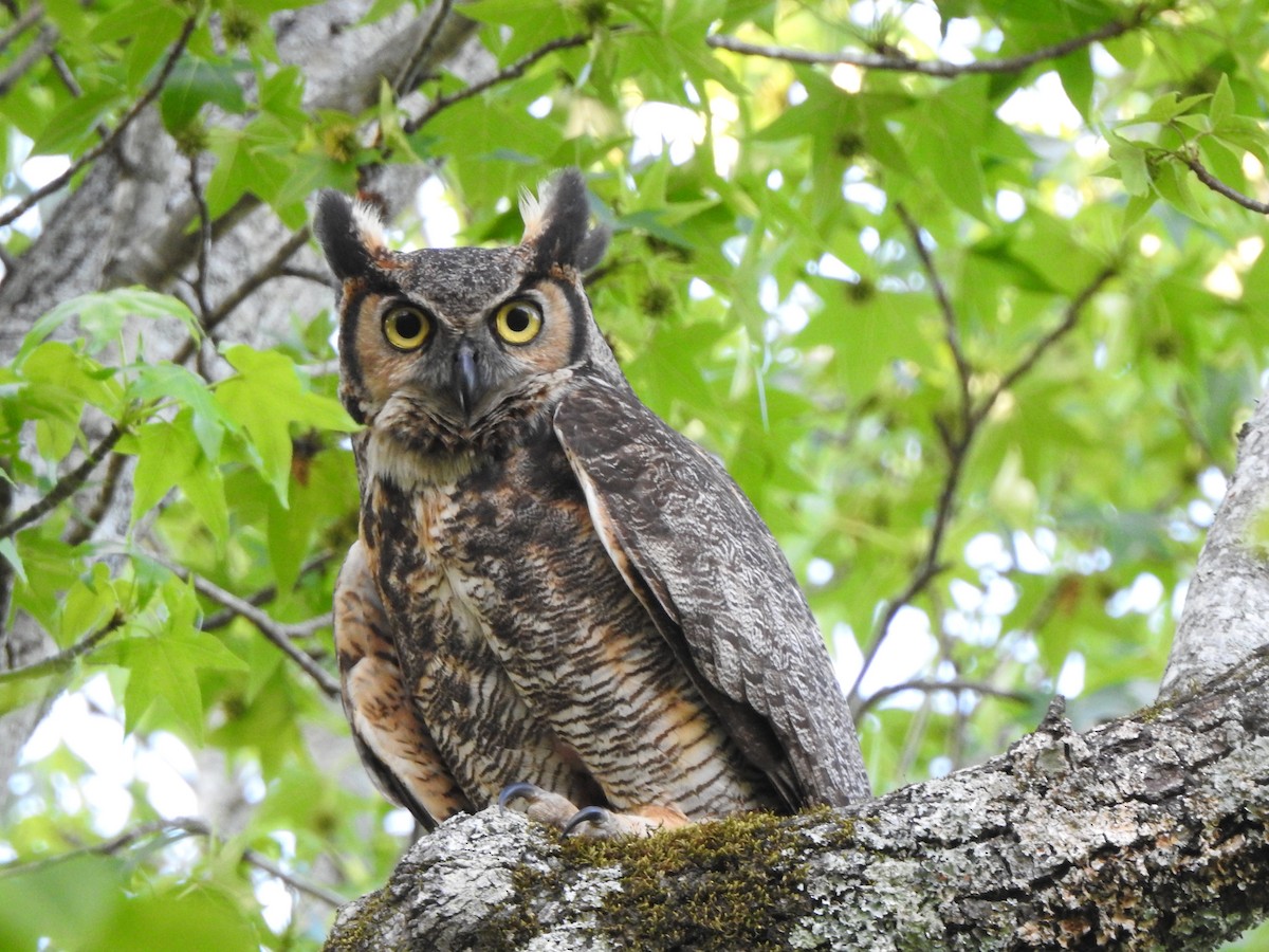 Great Horned Owl - Sonya Massey
