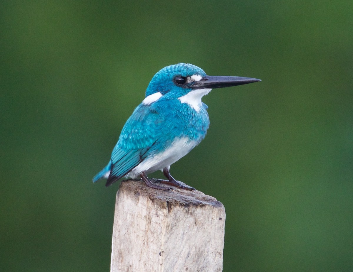 Small Blue Kingfisher - Scott Baker