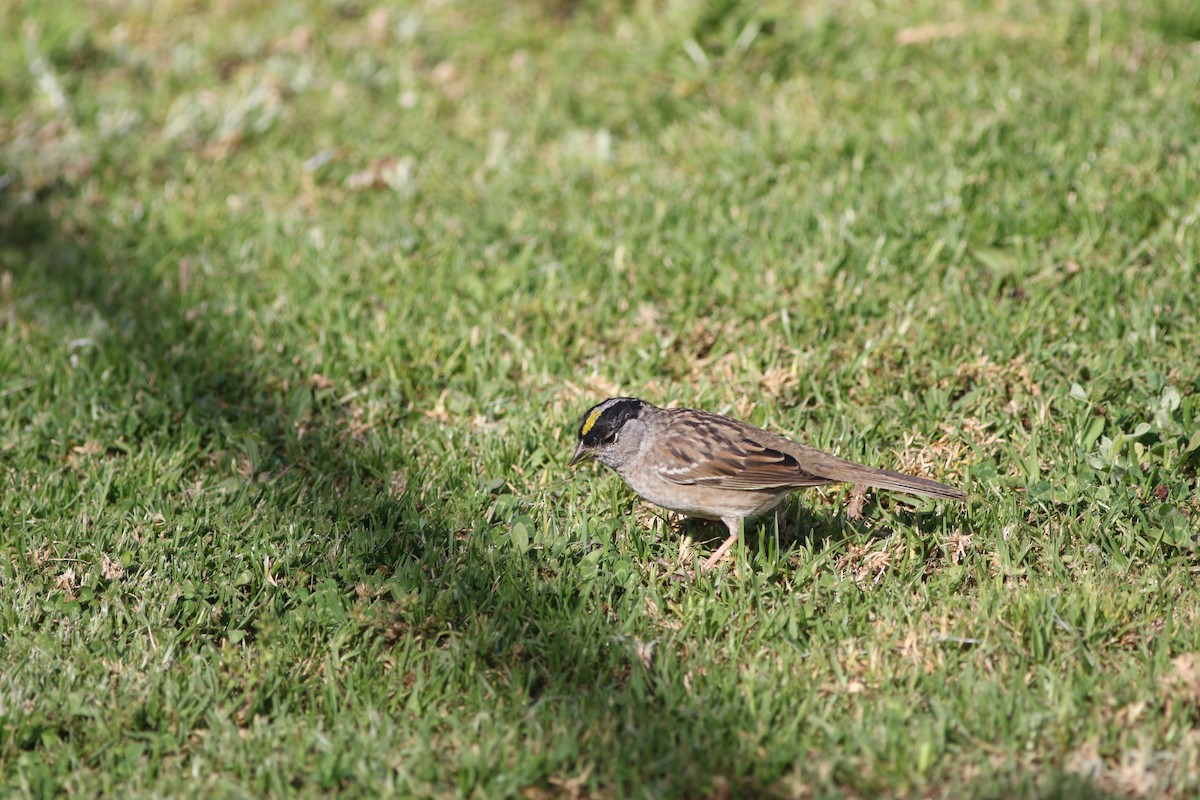 Golden-crowned Sparrow - Robert McNab