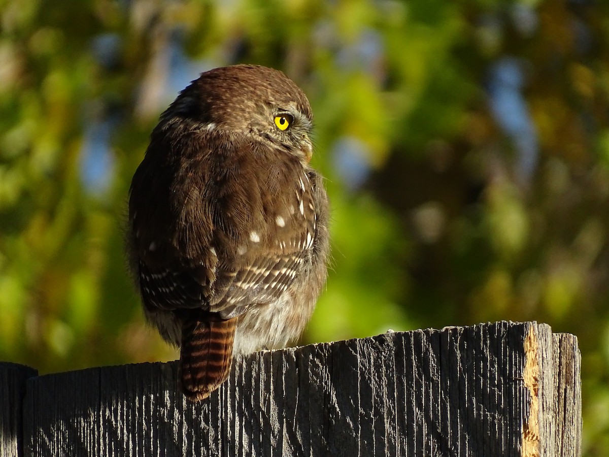 Austral Pygmy-Owl - Andrés de Miguel