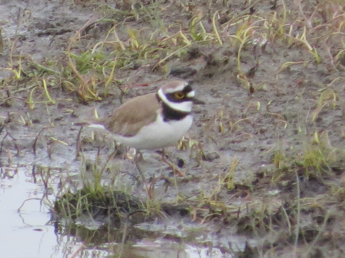 Little Ringed Plover - Bob Rigter