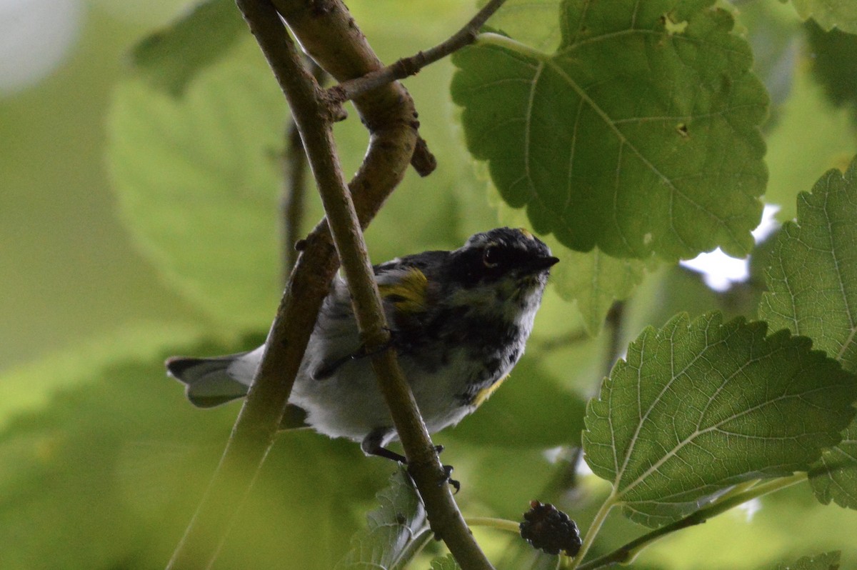 Yellow-rumped Warbler (Myrtle) - ML94380341