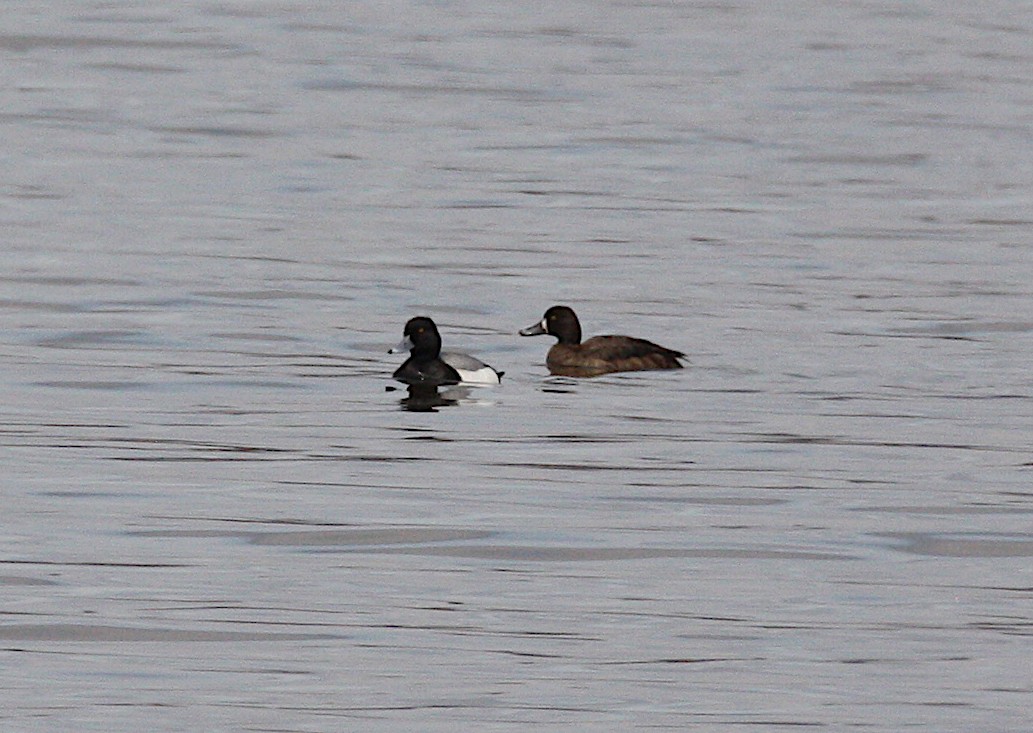 Greater Scaup - ML94382271