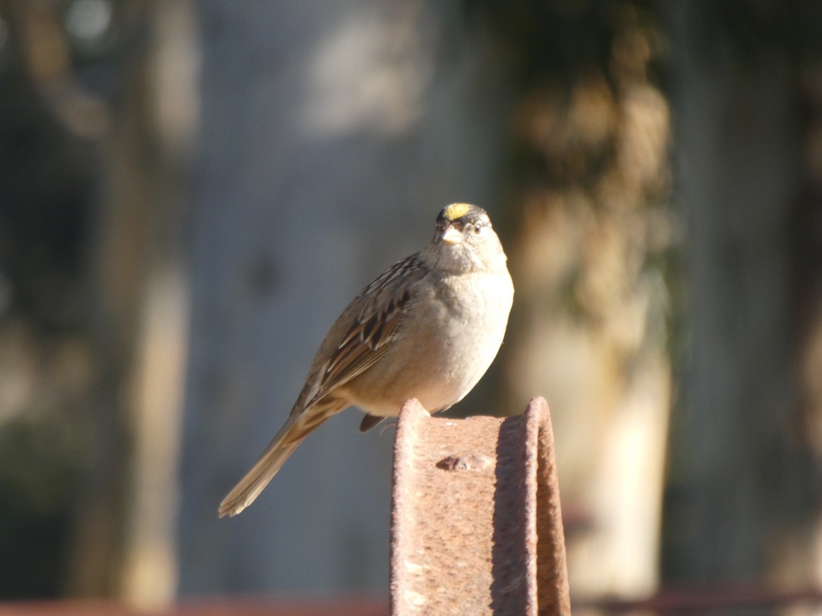 Golden-crowned Sparrow - TK Birder