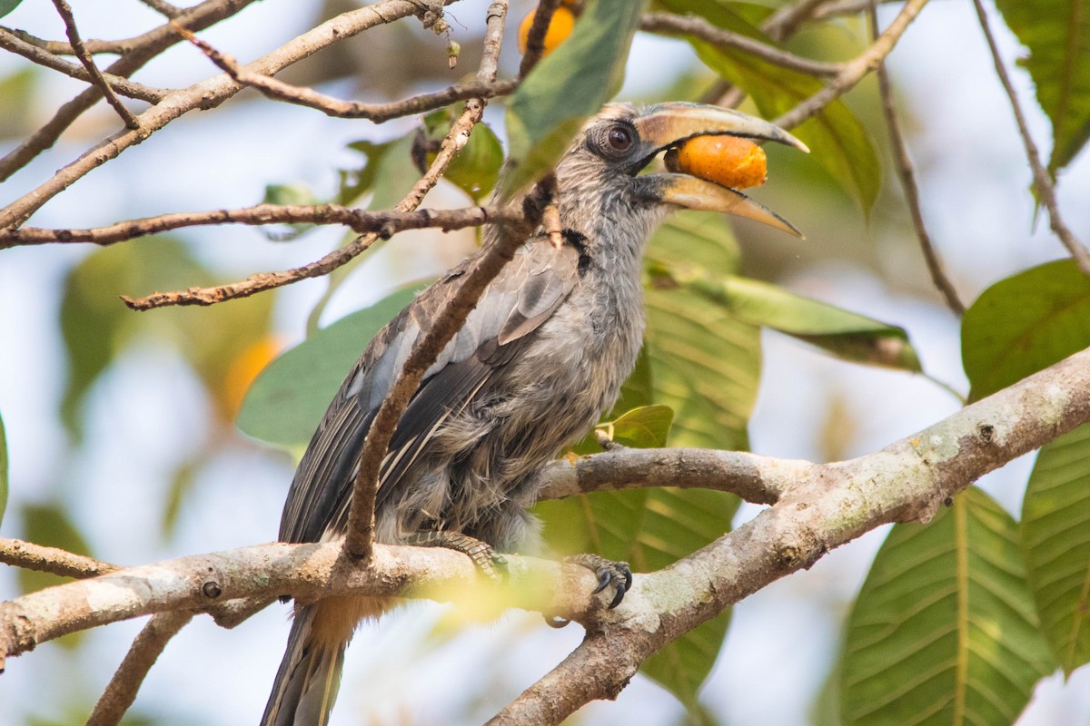 Malabar Gray Hornbill - dhanapal kondasamy