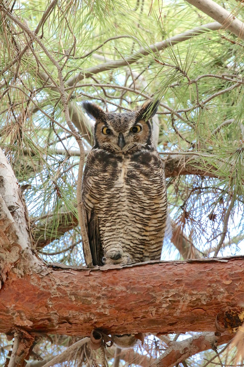 Great Horned Owl - Jon Pleizier