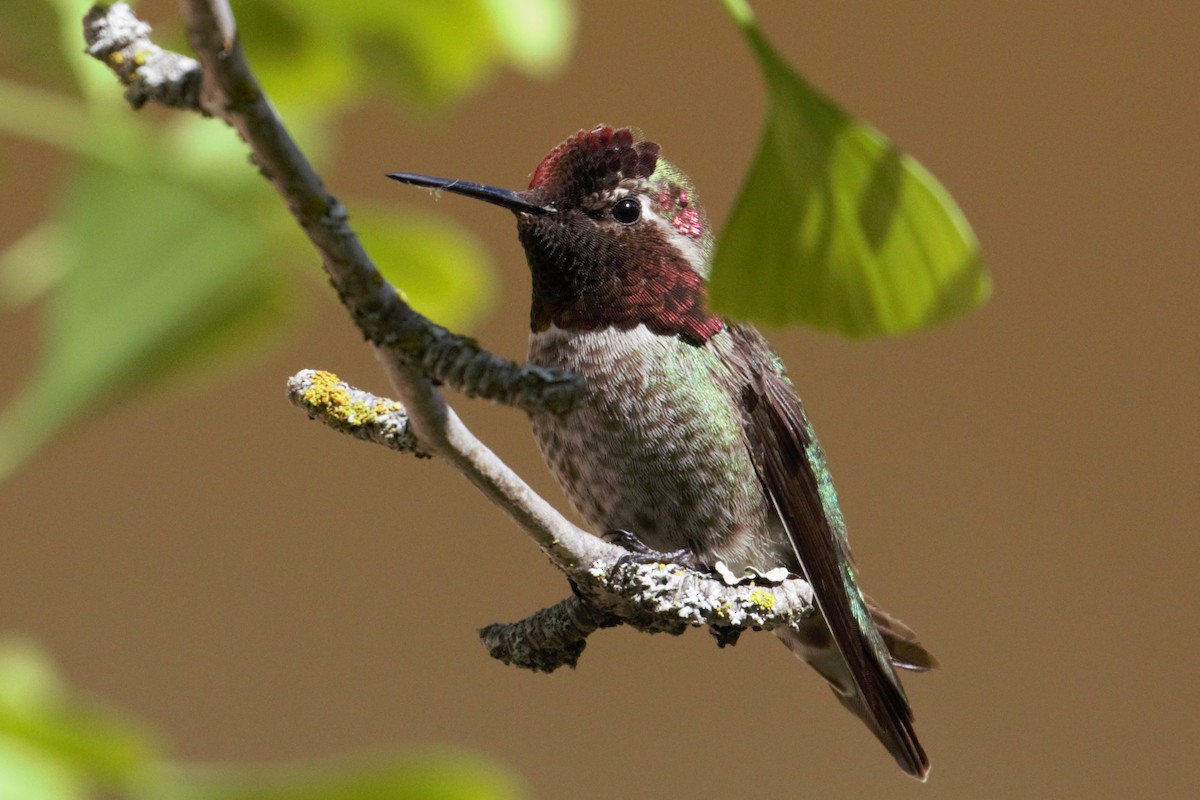 Anna's Hummingbird - Gwen Starrett