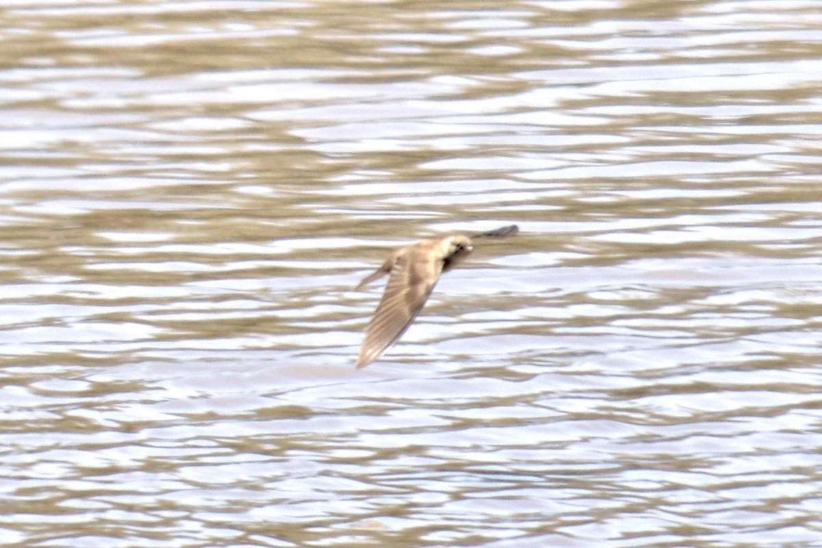 Northern Rough-winged Swallow - ML94387691