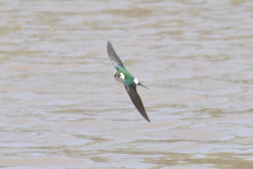 Violet-green Swallow - Tim DeJonghe
