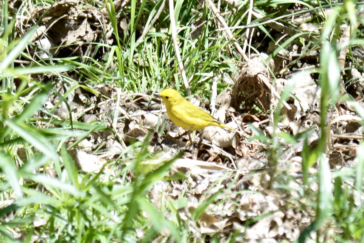 Yellow Warbler - ML94387921
