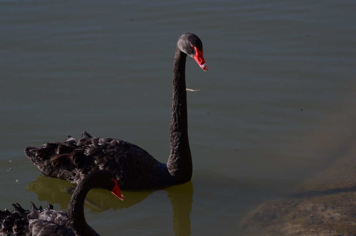 Black Swan - Stephen Haase