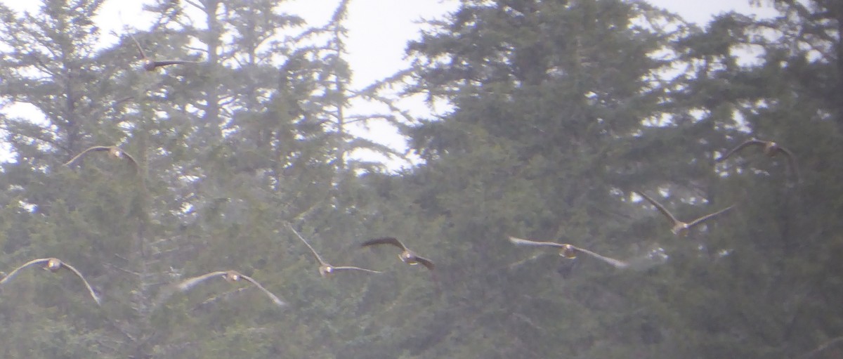 Greater White-fronted Goose - ML94390971