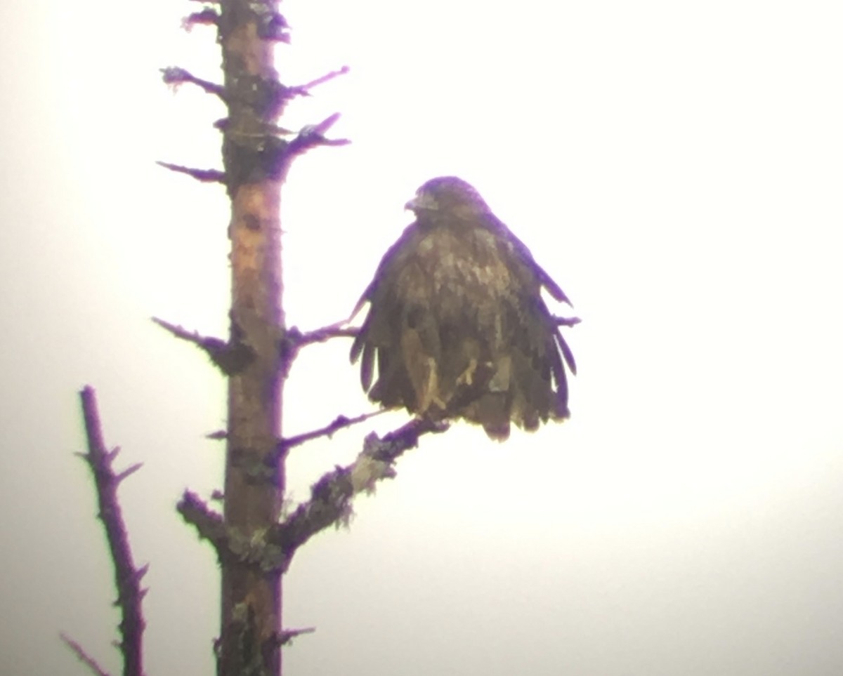 Red-tailed Hawk - ML94391221