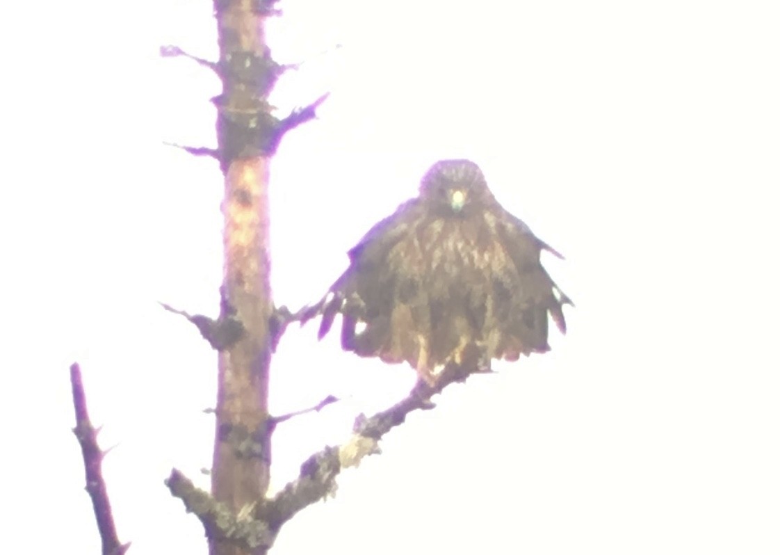 Red-tailed Hawk - ML94391261