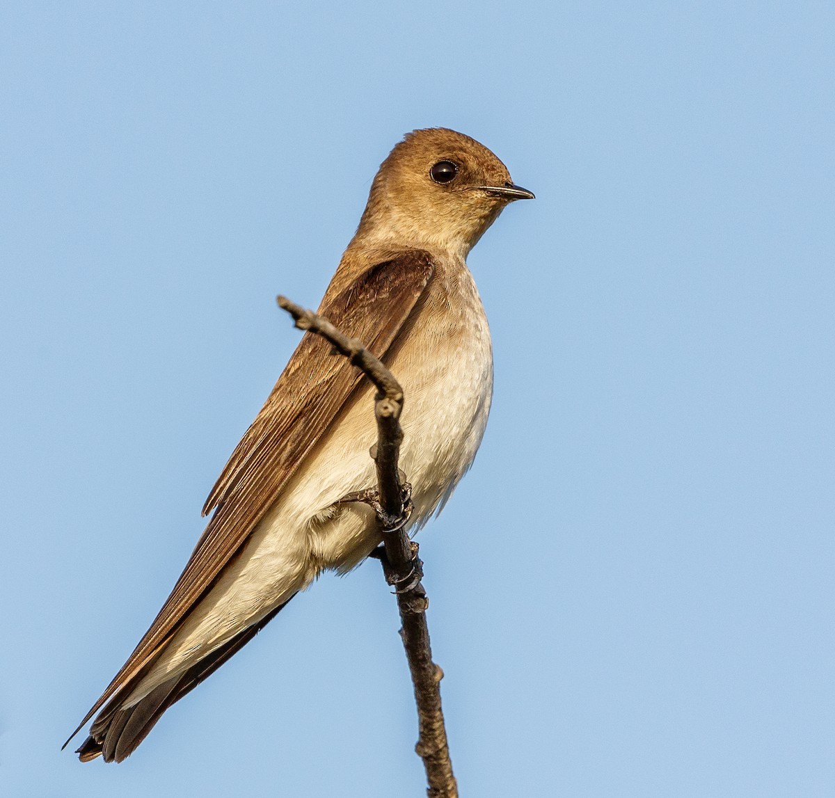Northern Rough-winged Swallow - Chezy Yusuf