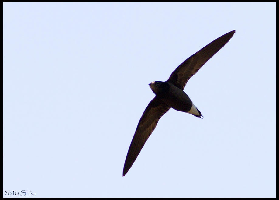 Brown-backed Needletail - ML94395641