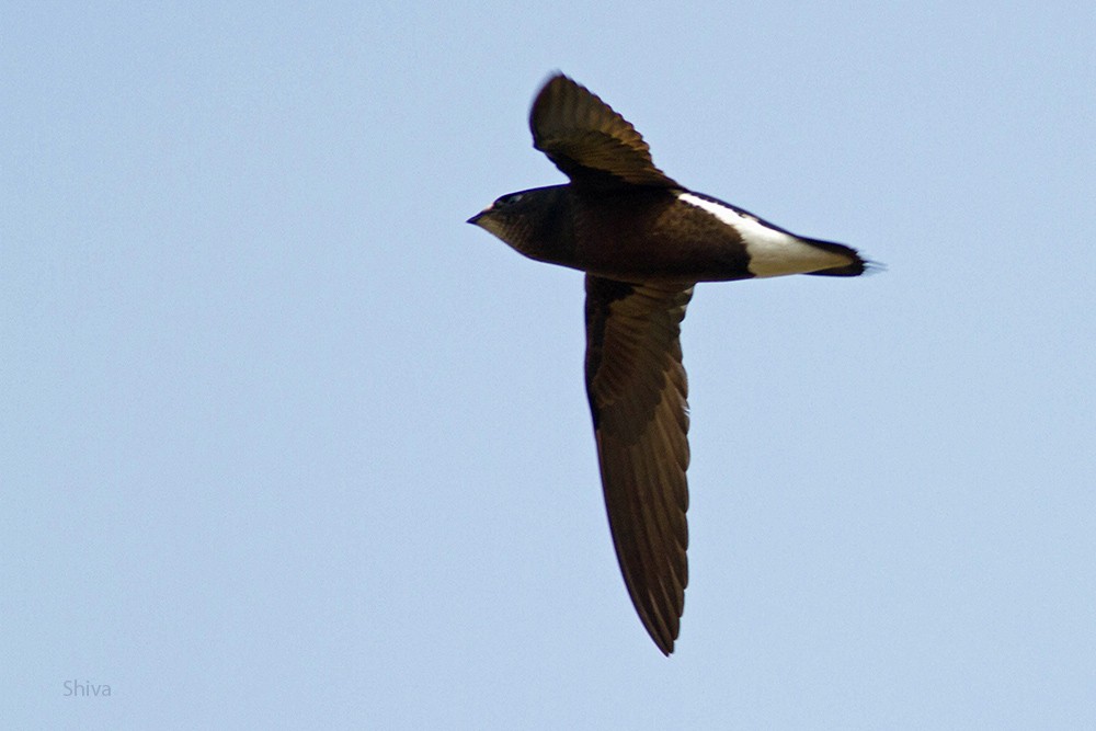 Brown-backed Needletail - ML94395651