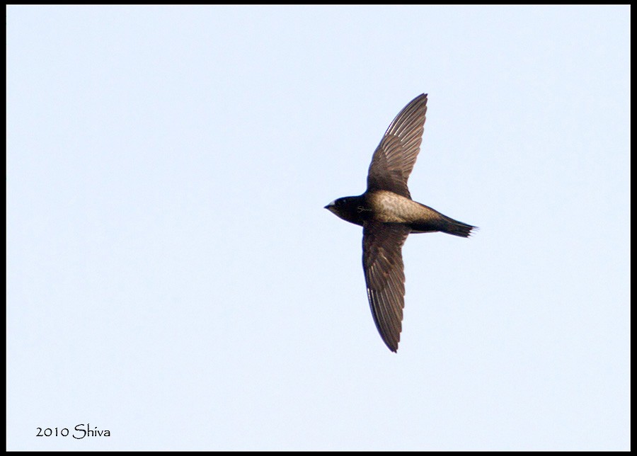Brown-backed Needletail - ML94395661