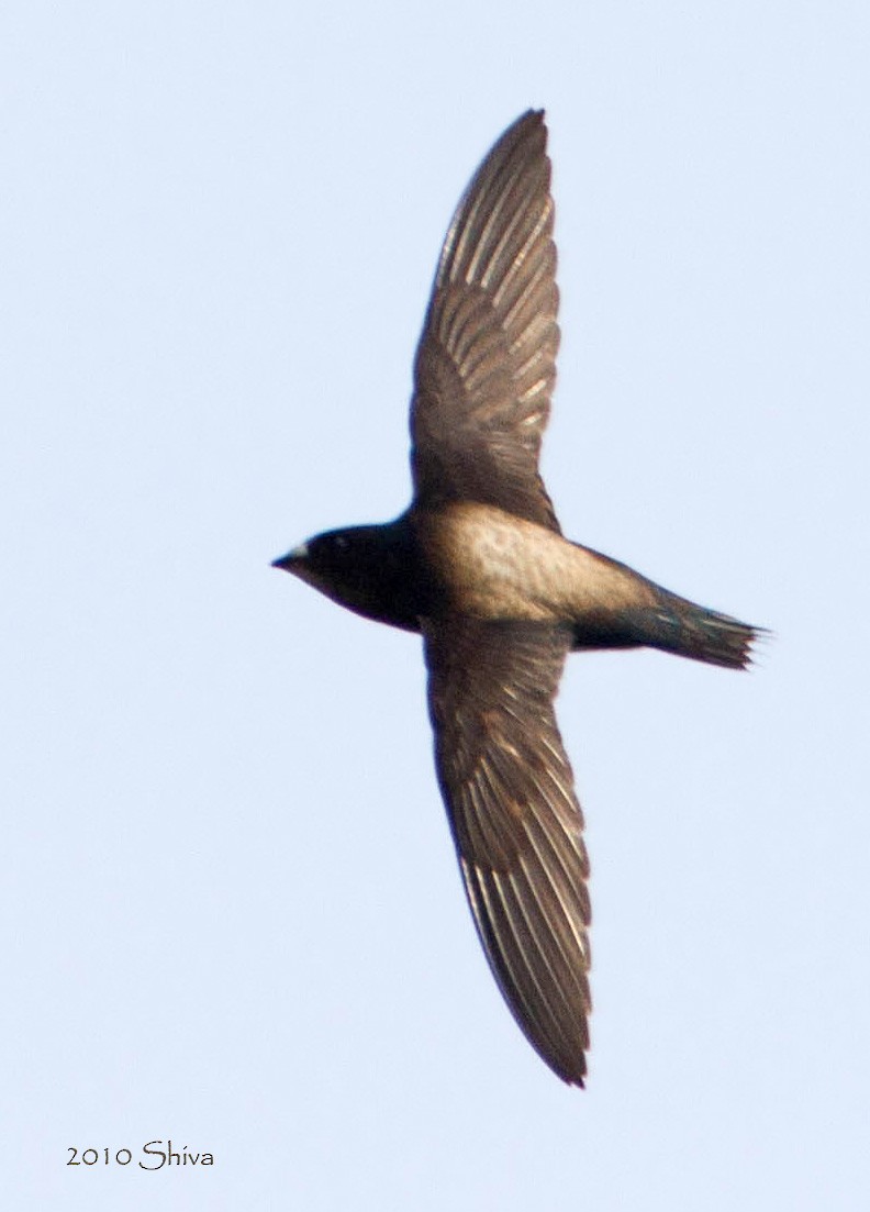 Brown-backed Needletail - ML94395671