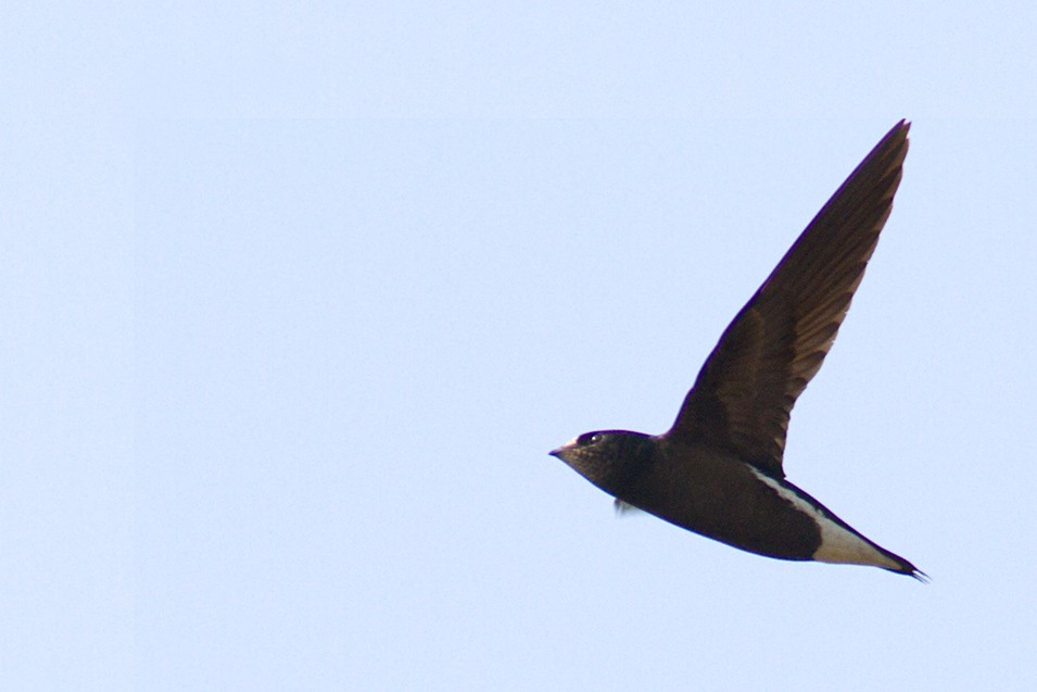 Brown-backed Needletail - ML94395681