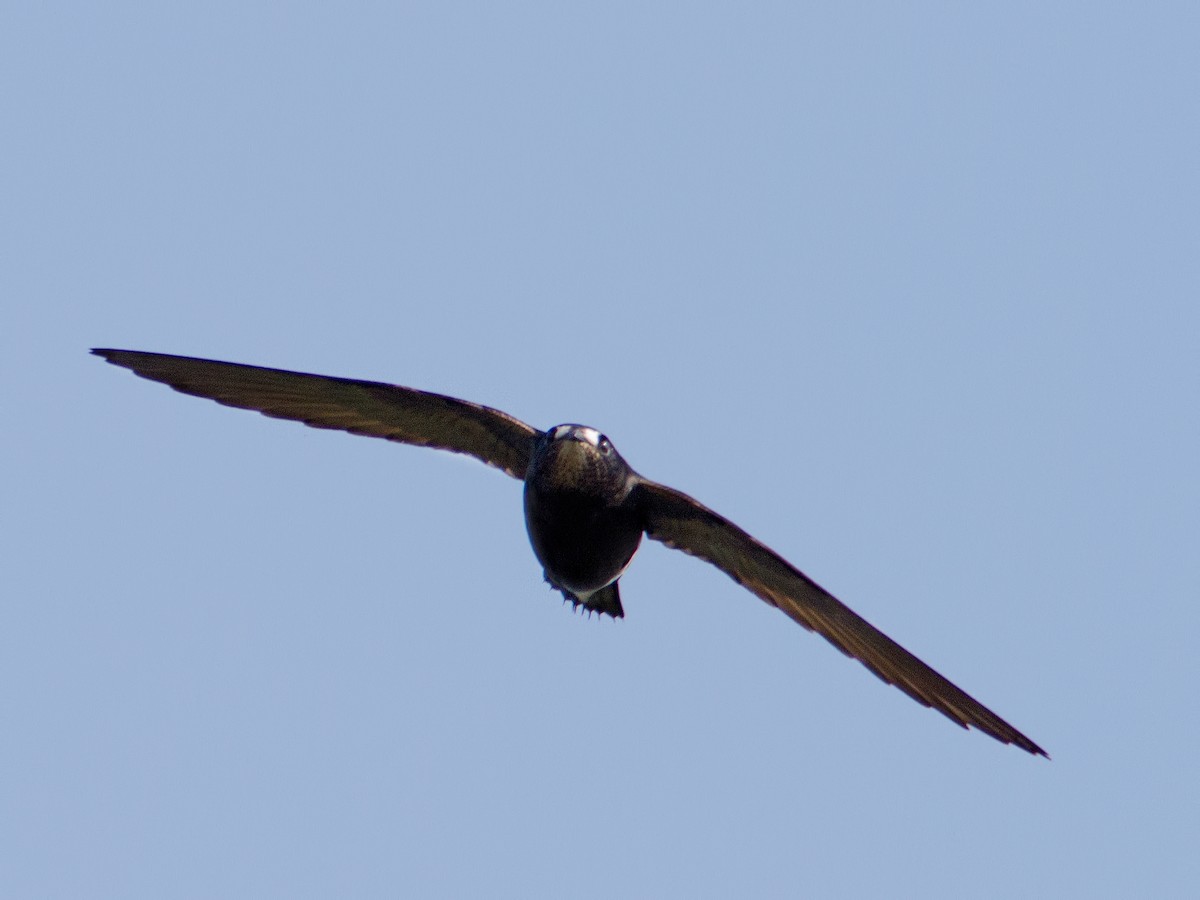 Brown-backed Needletail - ML94395721